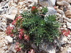Euphorbia rigida