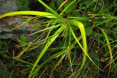 Cyperus leptocladus image