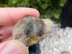 Rhyssoplax olivacea