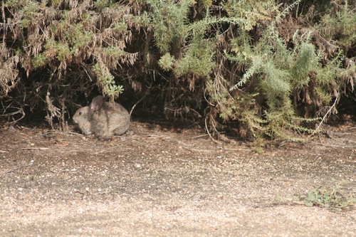 iNaturalist observation photo of Brush Rabbit