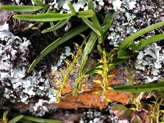 Tridactyle tricuspis