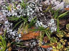 Tridactyle tricuspis