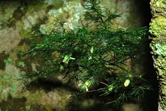 Asparagus sylvicola