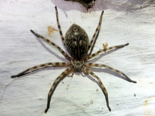 Walckenaer's Huntsman Spider
