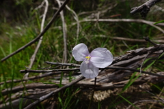 Patersonia occidentalis occidentalis