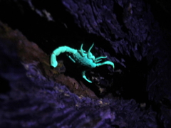 Aegaeobuthus gibbosus