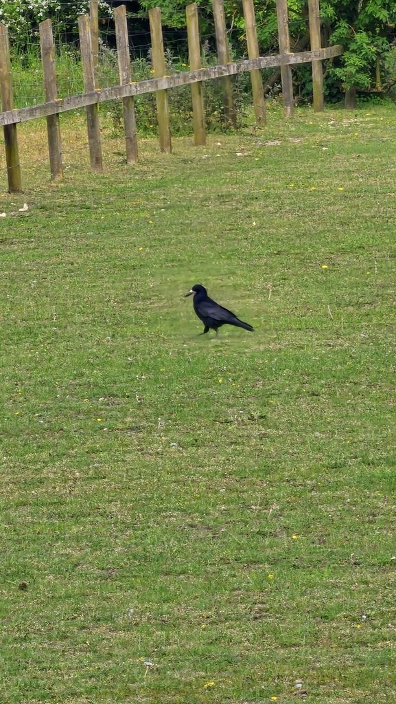 Norwich Rook Rook from Norwich NR4, UK on 18 May, 2023 at 05:36 PM by Nathaniel Bell ...