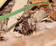 Myrmecia forficata