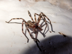 Eusparassus walckenaeri