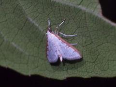 Palpita minuscula
