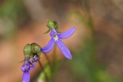 Lobelia gibbosa
