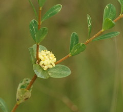 Pimelea flava