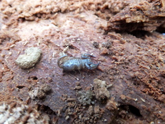 Euscorpius avcii