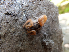 Aegaeobuthus gibbosus