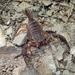 Kinzelbach's Scorpion - Photo (c) Michael Steinwandter, some rights reserved (CC BY-NC), uploaded by Michael Steinwandter