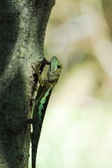Diploderma polygonatum xanthostomum