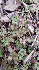 Hydrocotyle dissecta