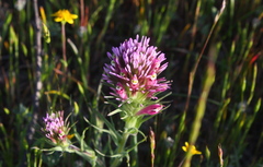 Castilleja densiflora