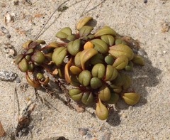 Gentianella saxosa