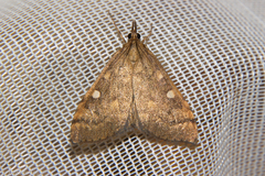 Mnesictena marmarina