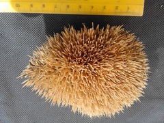 Atelerix frontalis angolae