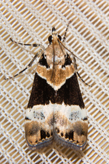 Eudonia aspidota
