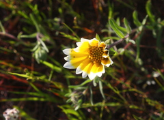 Layia platyglossa