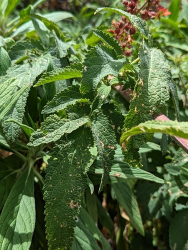 Scrophularia calliantha image