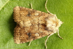 Atypha pulmonaris