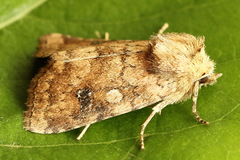 Atypha pulmonaris