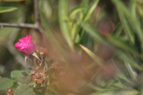 iNaturalist observation photo of California Wild Rose