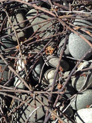 Muehlenbeckia ephedroides