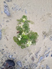 Anisotome lyallii