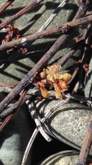 Muehlenbeckia ephedroides