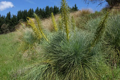 Aciphylla glaucescens