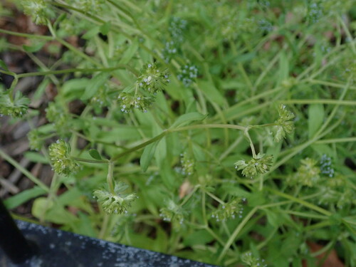 Image of Valerianella carinata by (c) Daniel Cahen, some rights reserved (CC BY)