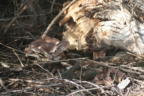 iNaturalist observation photo of Mushrooms, Bracket Fungi, Puffballs, and Allies