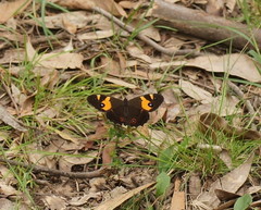 Tisiphone abeona albifascia