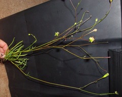 Wahlenbergia krebsii krebsii