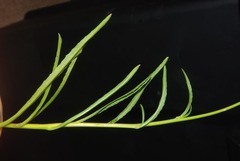 Wahlenbergia krebsii krebsii