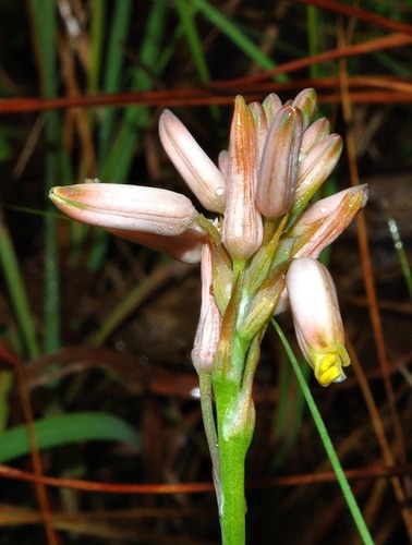 Aloe minima image