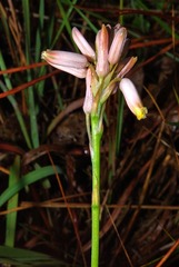 Aloe minima image