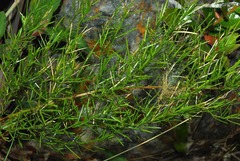 Asparagus densiflorus