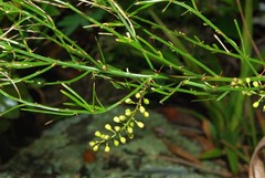 Asparagus densiflorus