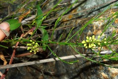 Asparagus densiflorus