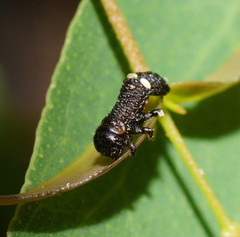 Paropsisterna agricola