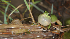 Hyla suweonensis