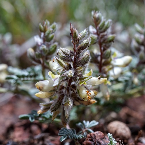 Image of Marina calycosa by (c) Andrew Tree, some rights reserved (CC BY)