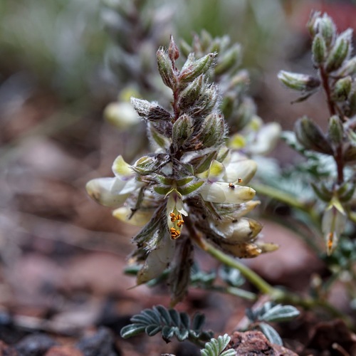 Image of Marina calycosa by (c) Andrew Tree, some rights reserved (CC BY)