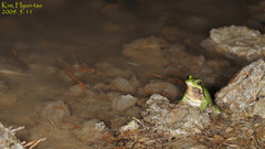 Hyla suweonensis